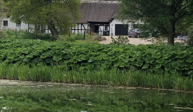 Bækgaardens bed and breakfast